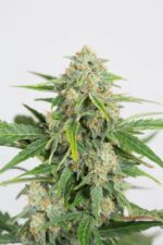 Dinamed CBD Auto Feminised Seeds