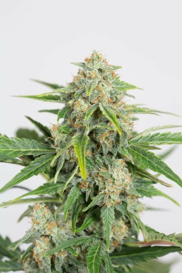 Dinamed CBD Auto Feminised Seeds