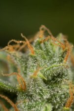 Dinamed CBD Auto Feminised Seeds