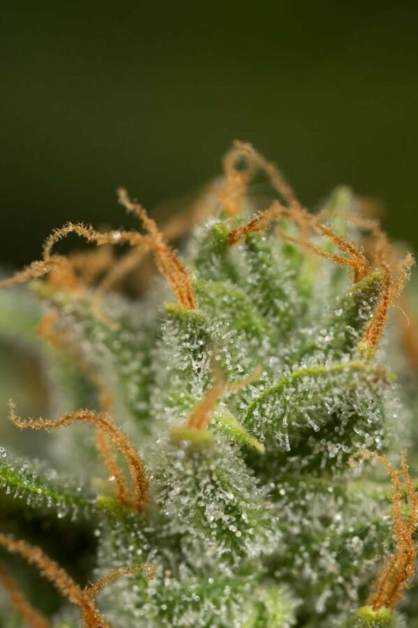 Dinamed CBD Auto Feminised Seeds