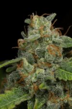 Dinamed CBD Auto Feminised Seeds