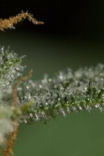 Dinamed CBD Auto Feminised Seeds