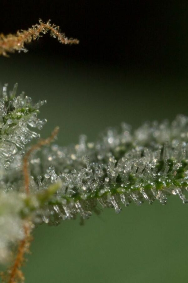 Dinamed CBD Auto Feminised Seeds