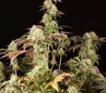 Remo Chemo Feminised Seeds