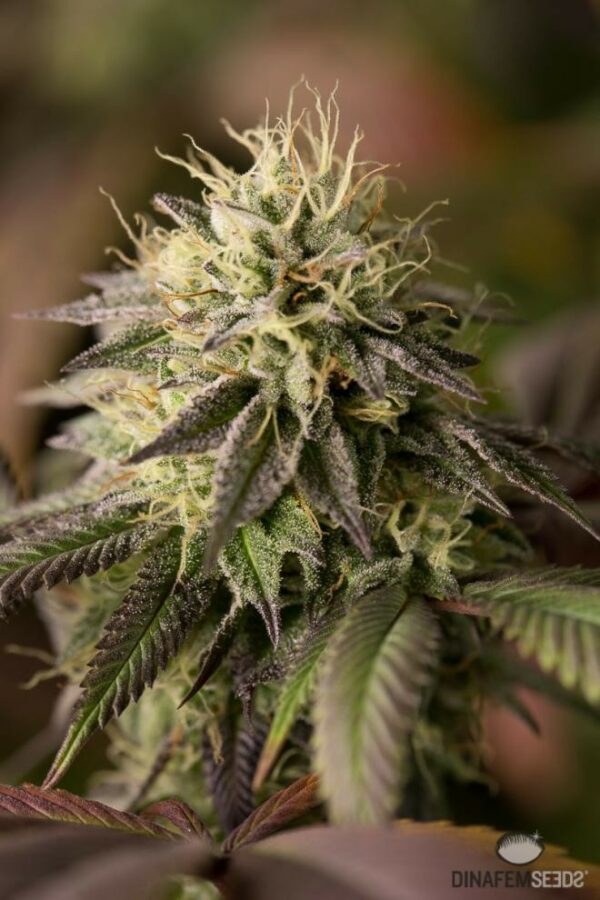 Remo Chemo Feminised Seeds - Image 3