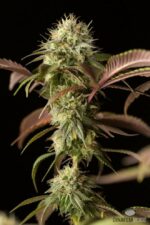 Remo Chemo Feminised Seeds - Image 4