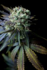 Dinamed CBD Feminised Seeds - Image 2