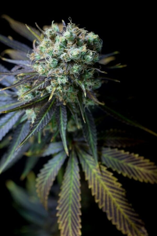 Dinamed CBD Feminised Seeds - Image 2