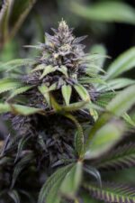 Dinamed CBD Feminised Seeds - Image 3