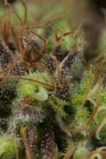 Dinamed CBD Feminised Seeds - Image 4