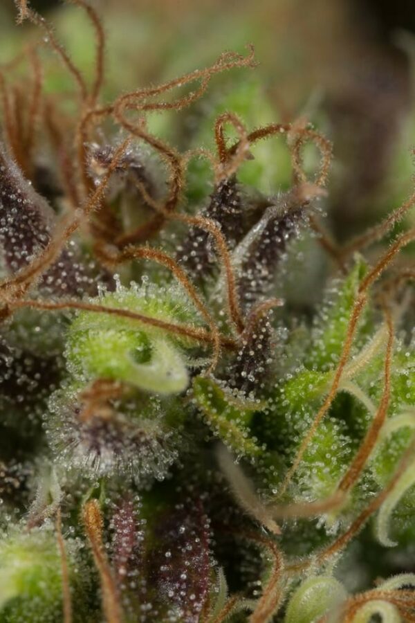 Dinamed CBD Feminised Seeds - Image 4
