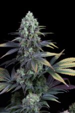 Dinamed CBD Feminised Seeds
