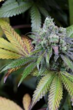Dinamed CBD Feminised Seeds - Image 5