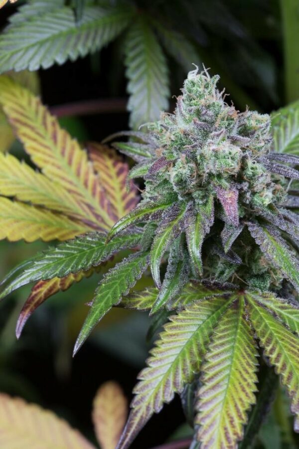 Dinamed CBD Feminised Seeds - Image 5
