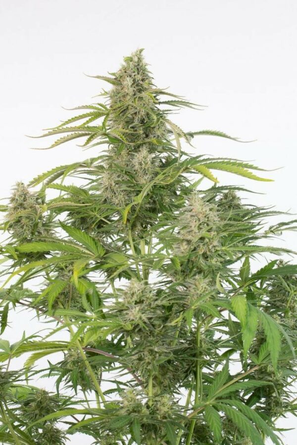 Cheese CBD Auto Feminised Seeds - Image 2