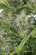 Cheese CBD Auto Feminised Seeds - Image 3