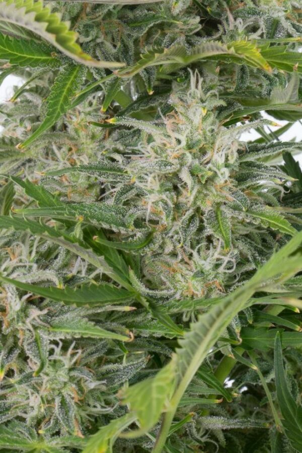 Cheese CBD Auto Feminised Seeds - Image 3