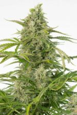 Cheese CBD Auto Feminised Seeds