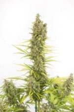 Amnesia CBD Auto Feminised Seeds - Image 2