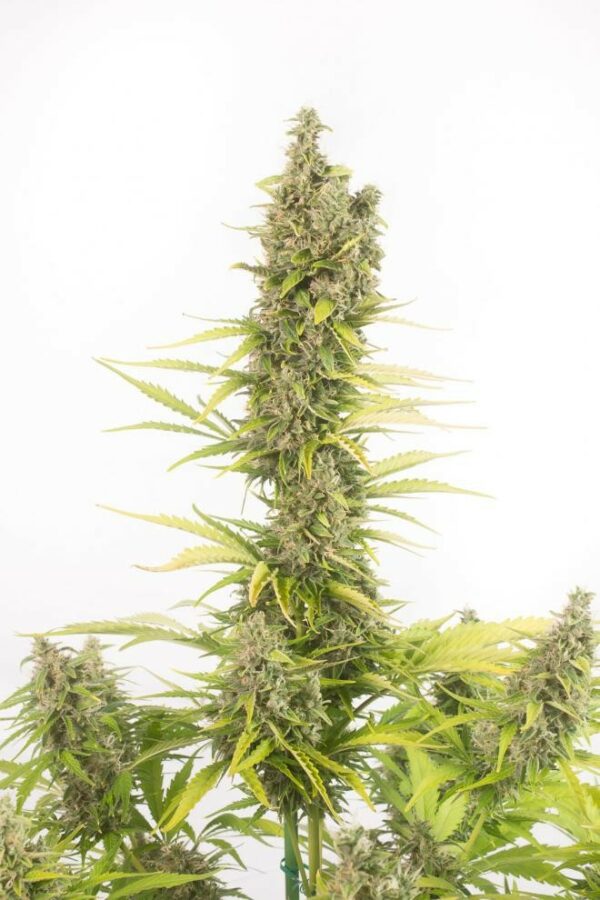 Amnesia CBD Auto Feminised Seeds - Image 2