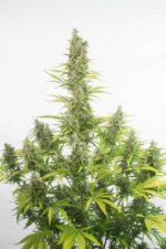 Amnesia CBD Auto Feminised Seeds