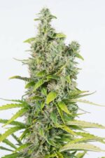 Amnesia CBD Auto Feminised Seeds - Image 3