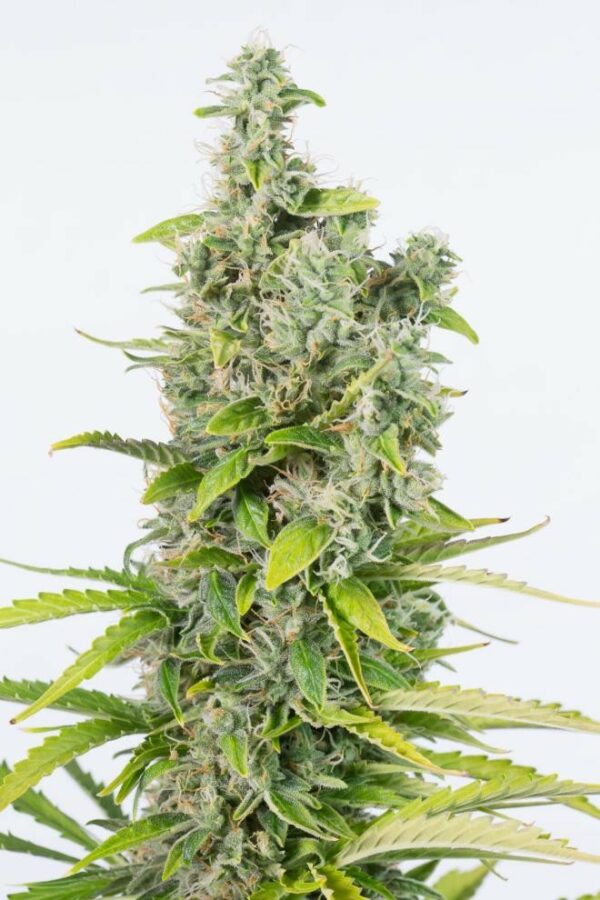 Amnesia CBD Auto Feminised Seeds - Image 3