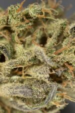Amnesia CBD Auto Feminised Seeds - Image 4
