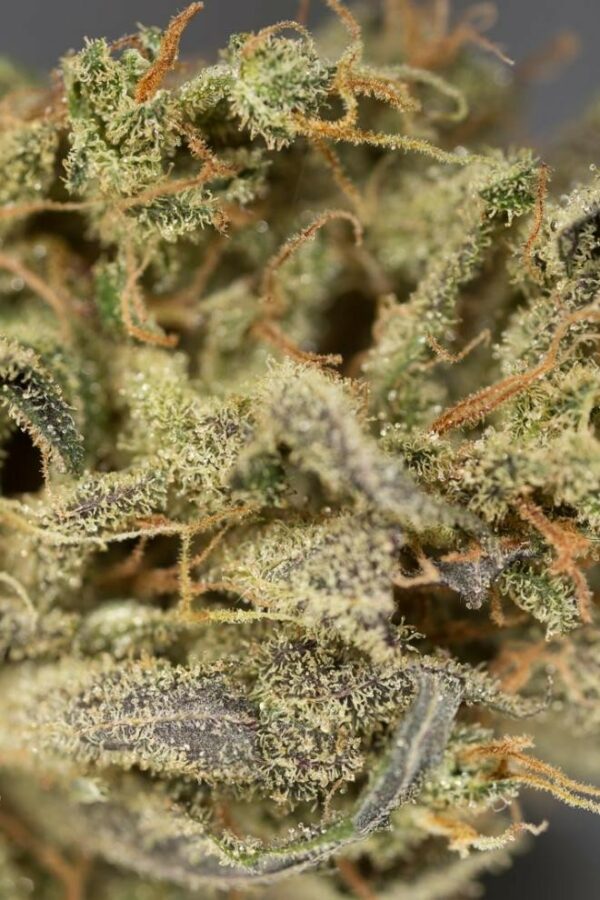 Amnesia CBD Auto Feminised Seeds - Image 4