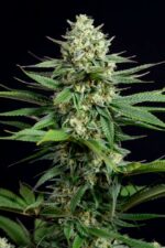 OG Kush CBD Feminised Seeds