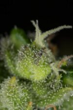 Cheese CBD Feminised Seeds - Image 2