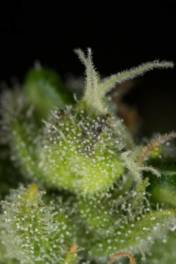 Cheese CBD Feminised Seeds - Image 2