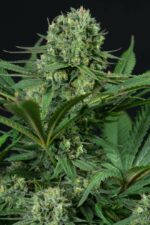 Cheese CBD Feminised Seeds - Image 3