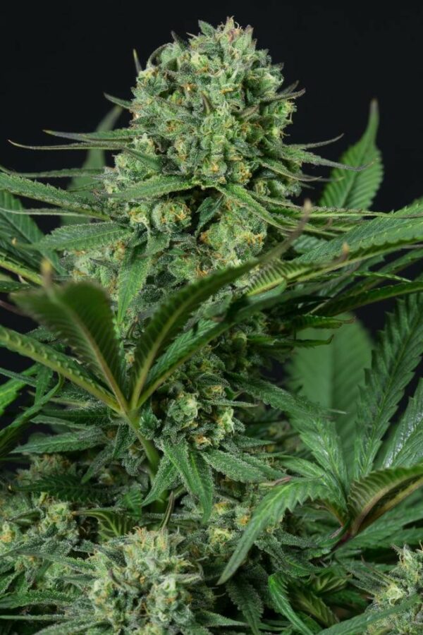 Cheese CBD Feminised Seeds - Image 3