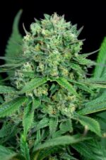 Cheese CBD Feminised Seeds - Image 4