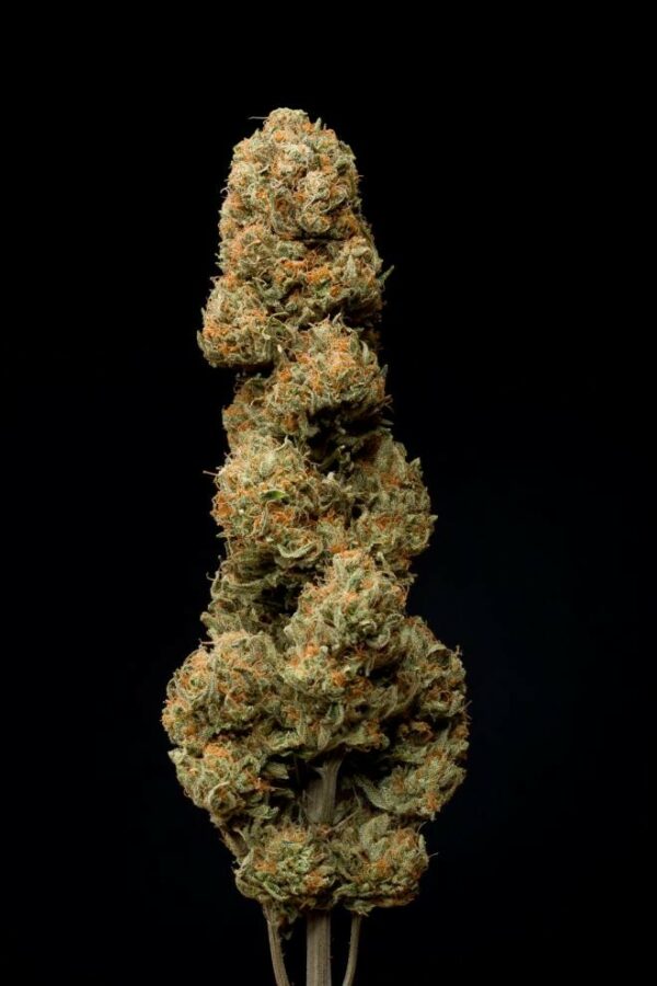 Cheese CBD Feminised Seeds - Image 5