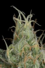 Cheese CBD Feminised Seeds - Image 6