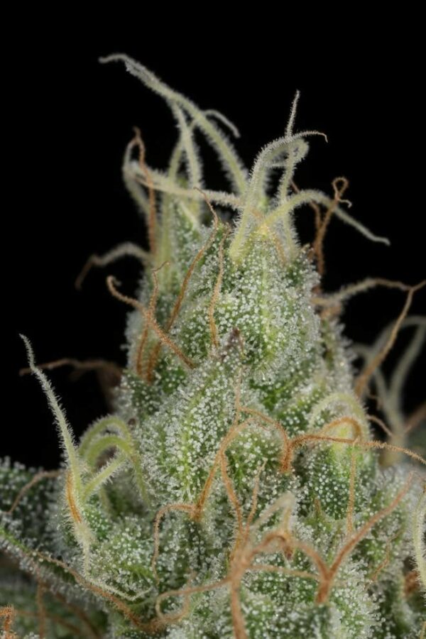 Cheese CBD Feminised Seeds - Image 6