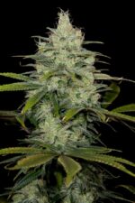 Cheese CBD Feminised Seeds - Image 7
