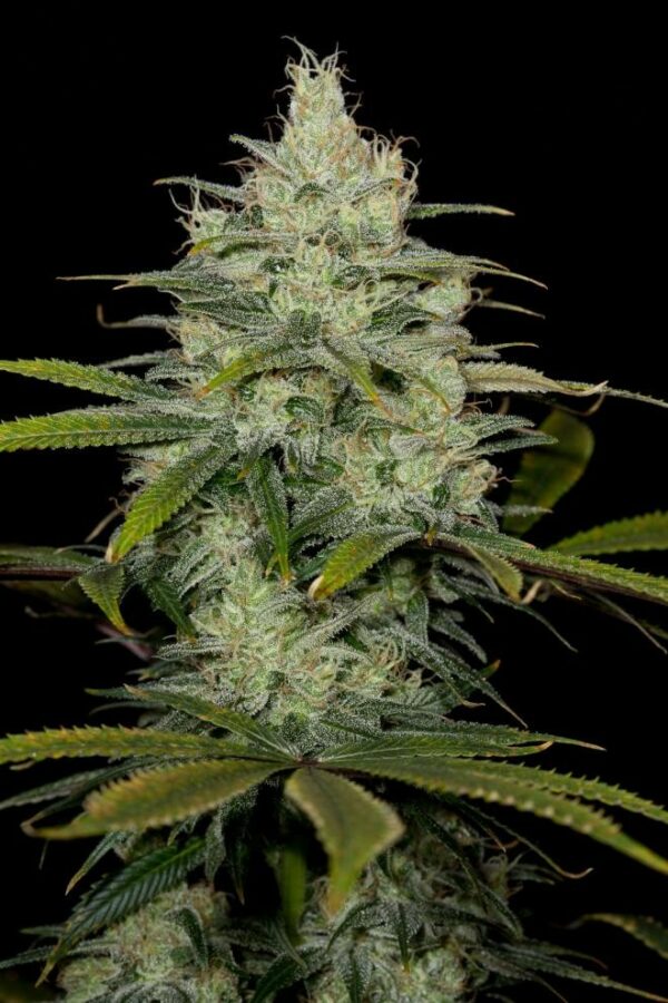 Cheese CBD Feminised Seeds - Image 7