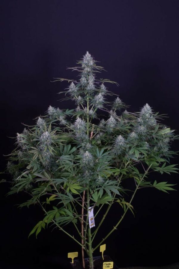 Cheese CBD Feminised Seeds - Image 8