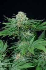Bubba Kush CBD Feminised Seeds - Image 2