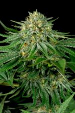Bubba Kush CBD Feminised Seeds - Image 3