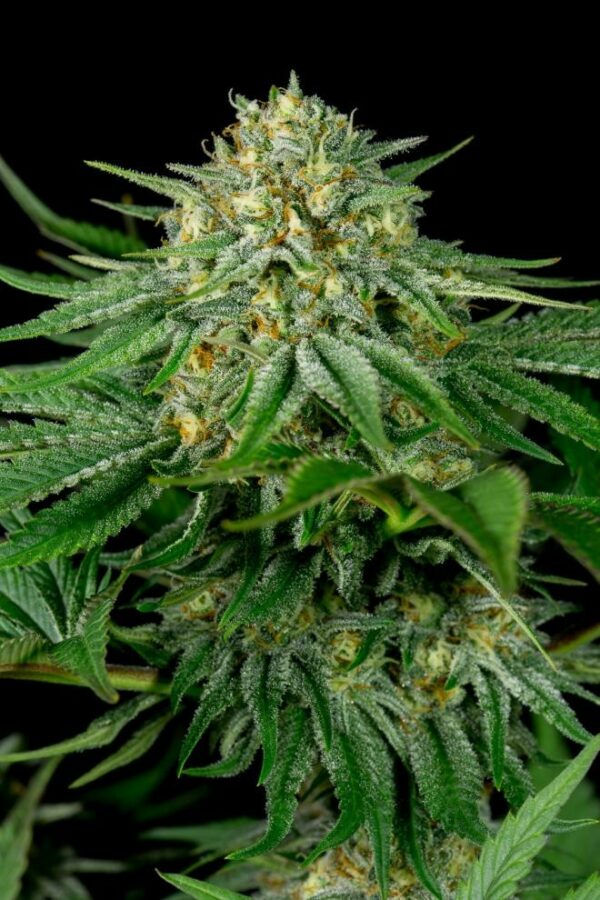 Bubba Kush CBD Feminised Seeds - Image 3