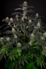 Bubba Kush CBD Feminised Seeds - Image 4