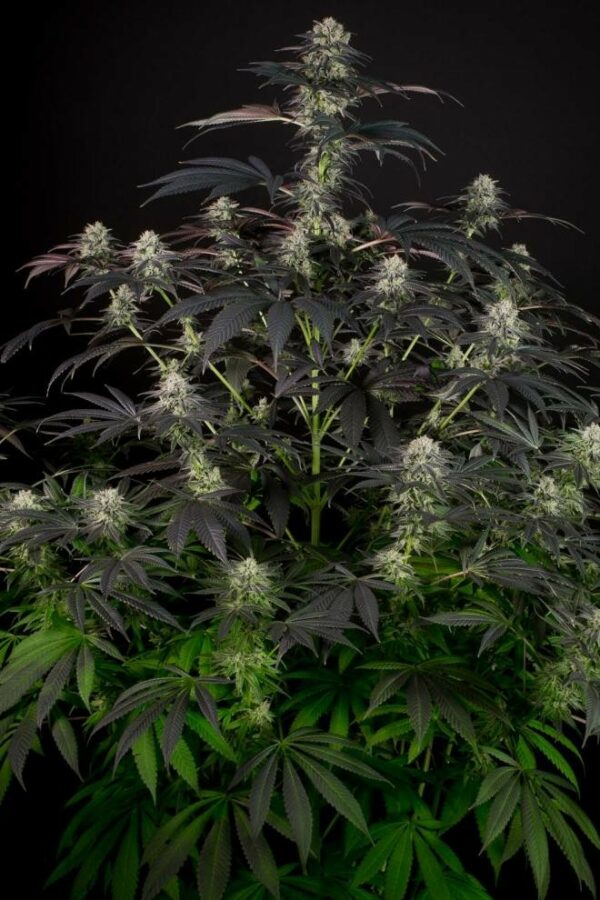 Bubba Kush CBD Feminised Seeds - Image 4