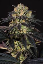 Bubba Kush CBD Feminised Seeds - Image 5