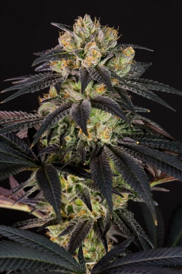 Bubba Kush CBD Feminised Seeds - Image 5