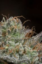 Bubba Kush CBD Feminised Seeds - Image 6