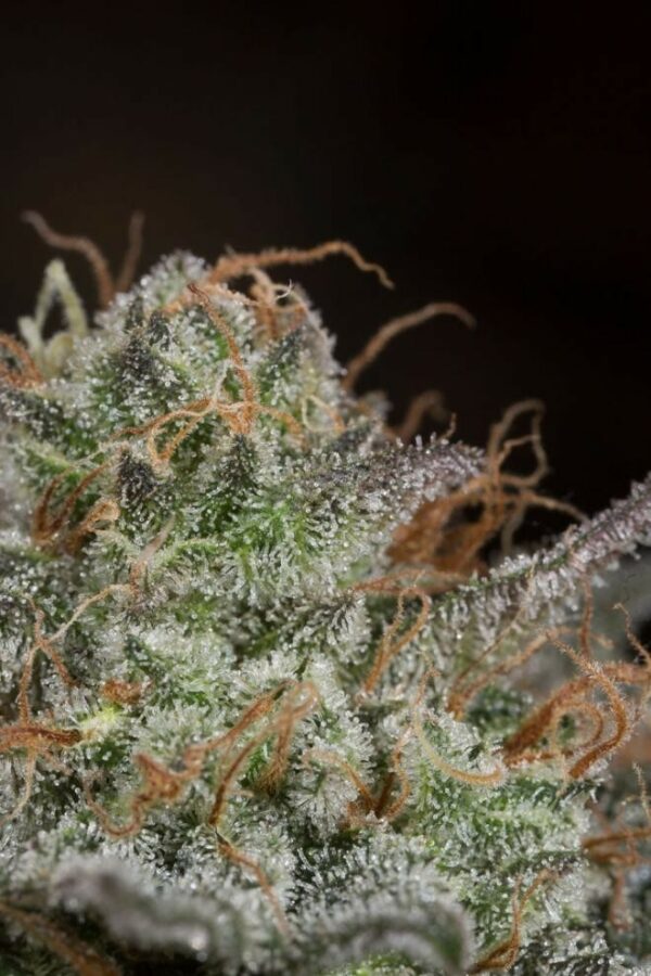Bubba Kush CBD Feminised Seeds - Image 6